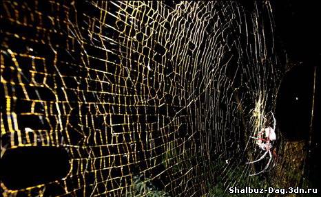 В Африке найден гигантский паук
