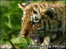 Популяция сибирских тигров продолжает сокращаться